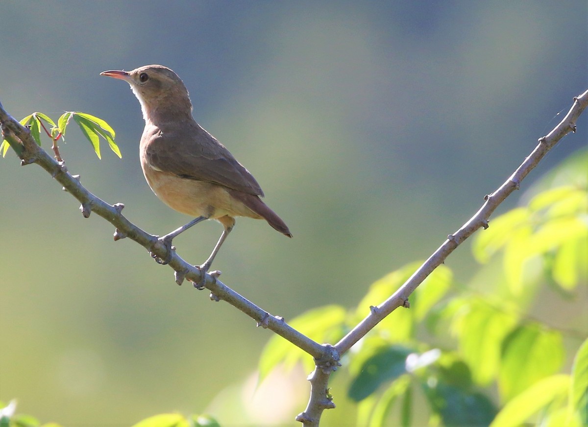 Rufous Hornero - ML656692915