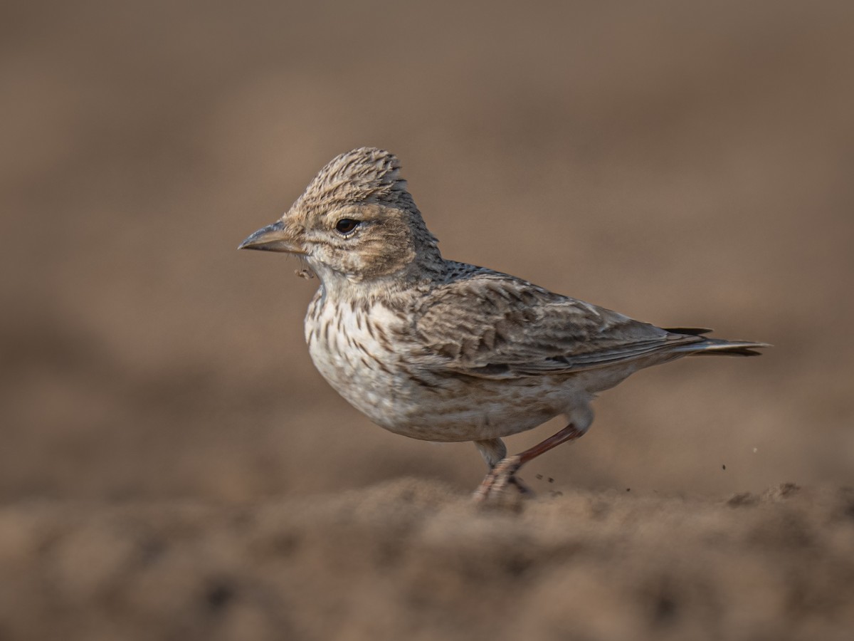 Sand Lark - ML656694758