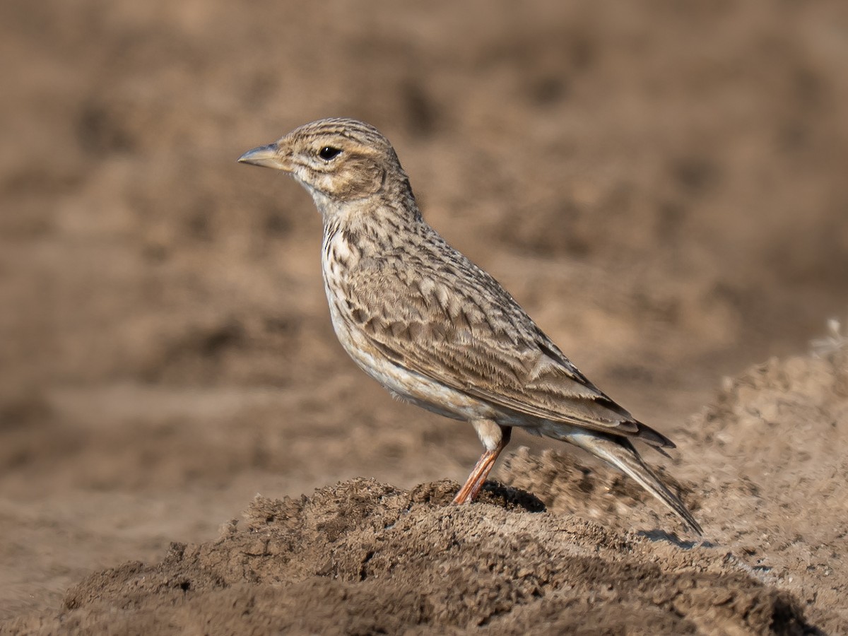 Sand Lark - ML656694759
