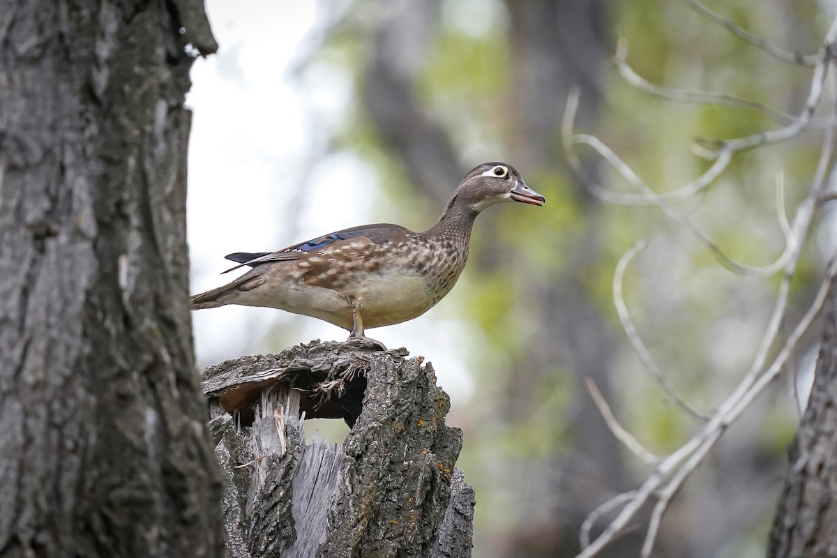 eBird Checklist - 3 May 2026 - Chatfield SP--Audubon Center & Trails ...