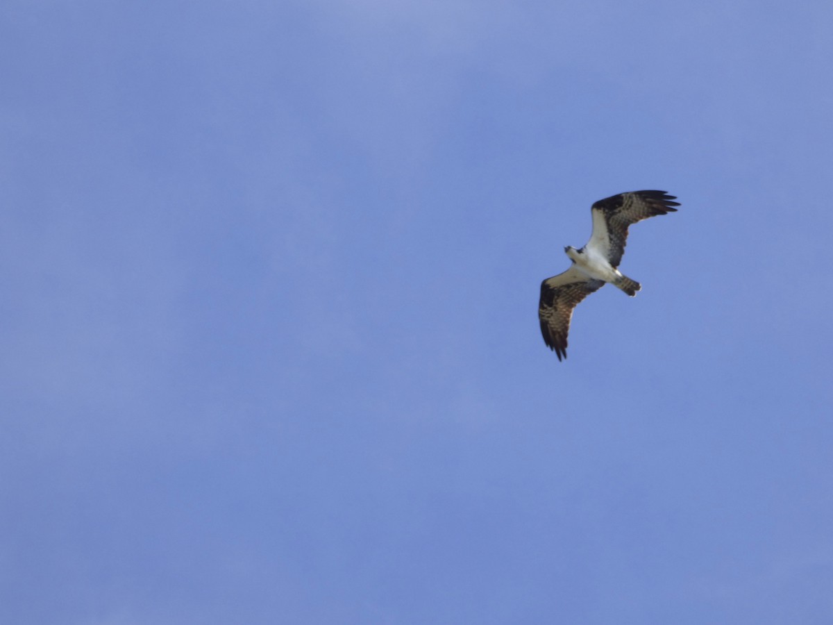 Águila Pescadora - ML65669511