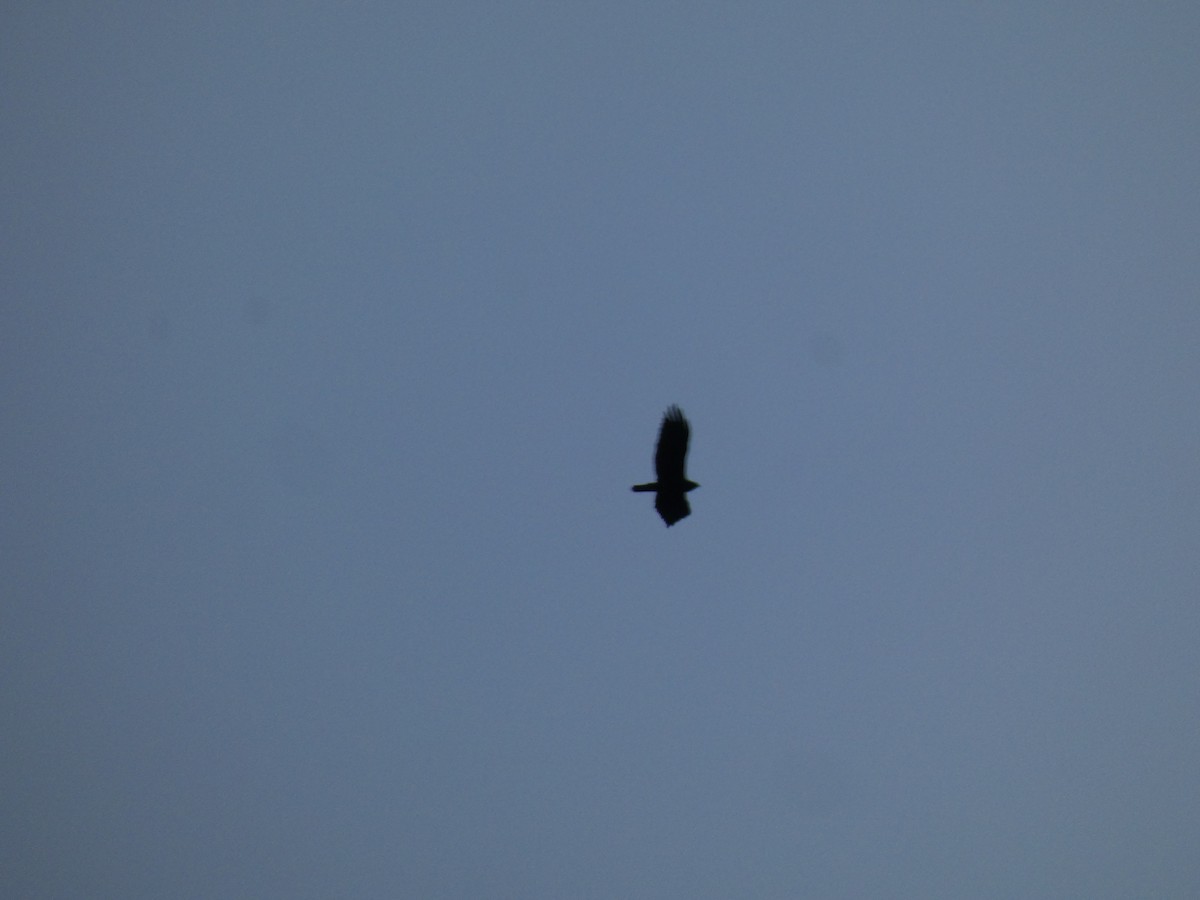 Zone-tailed Hawk - ML656696701