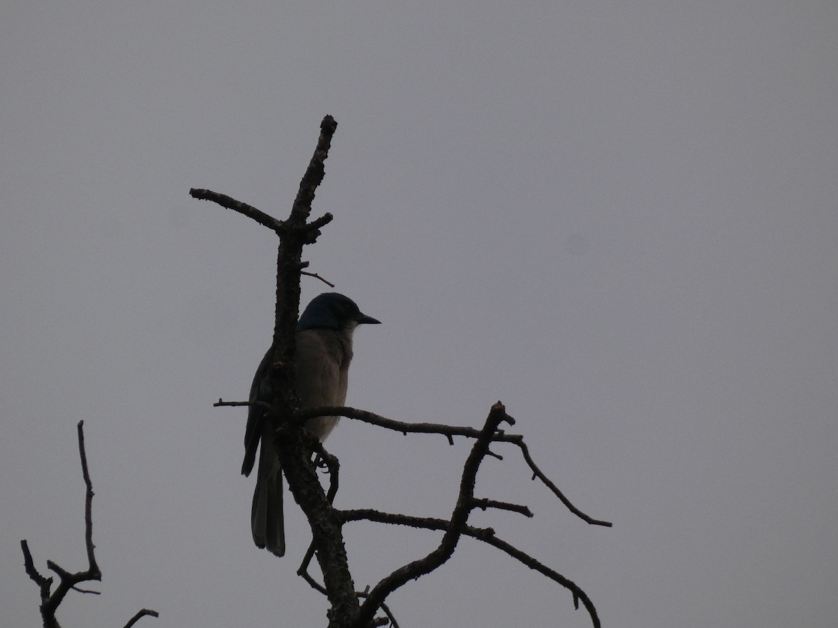 Mexican Jay - ML656696705