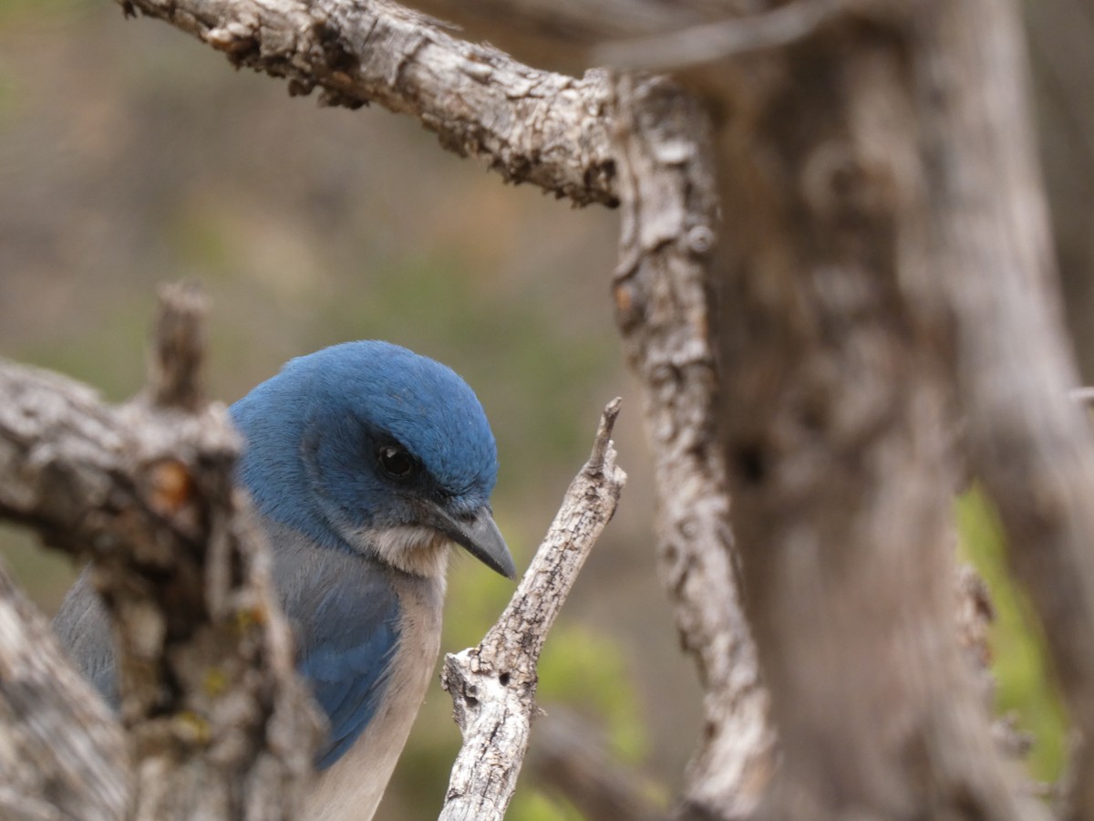 Mexican Jay - ML656696707