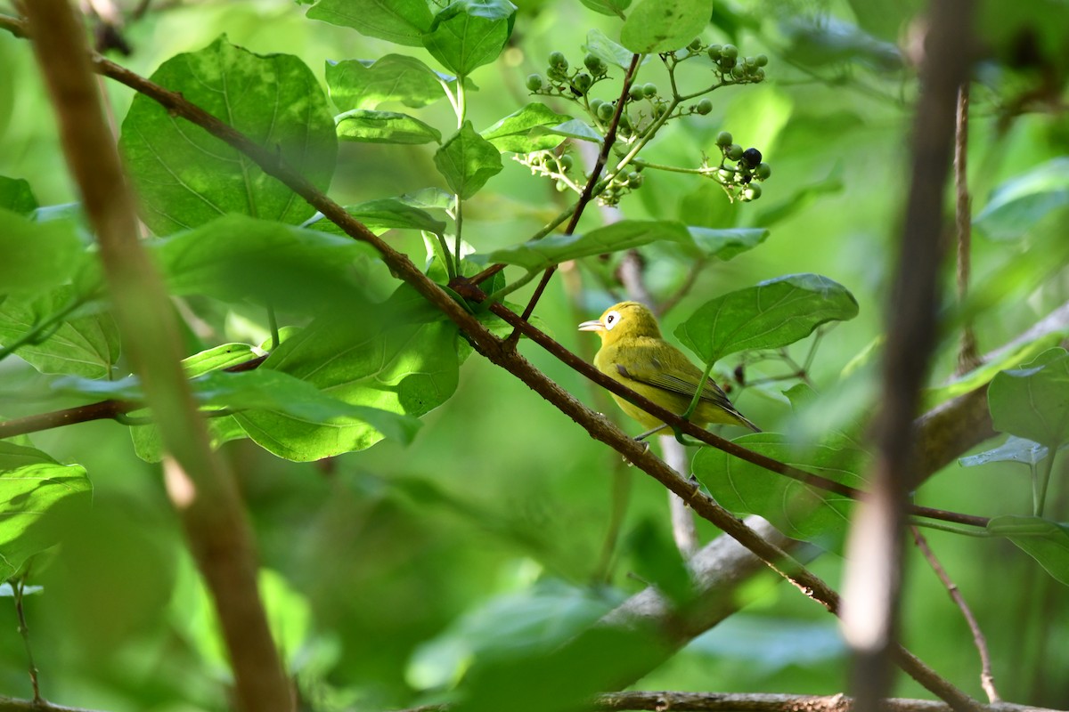Wakatobi White-eye - ML656697027