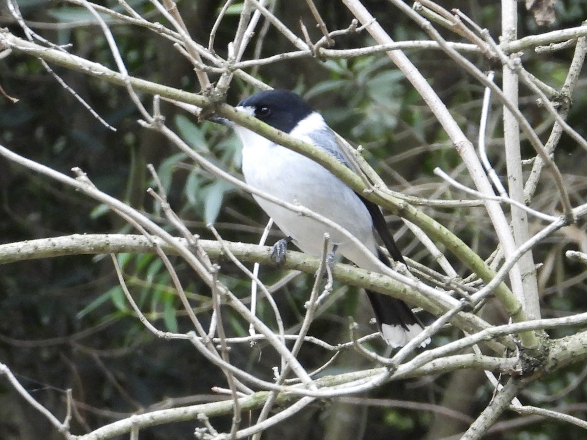 Gray Butcherbird - ML656698158