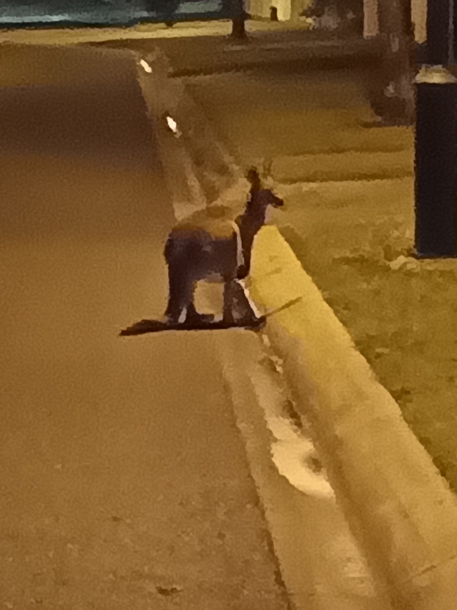 Eastern Grey Kangaroo - ML656702064
