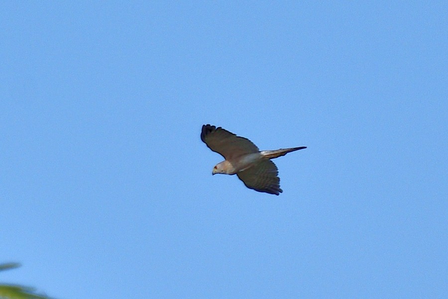 krahujec šikra - ML656702508