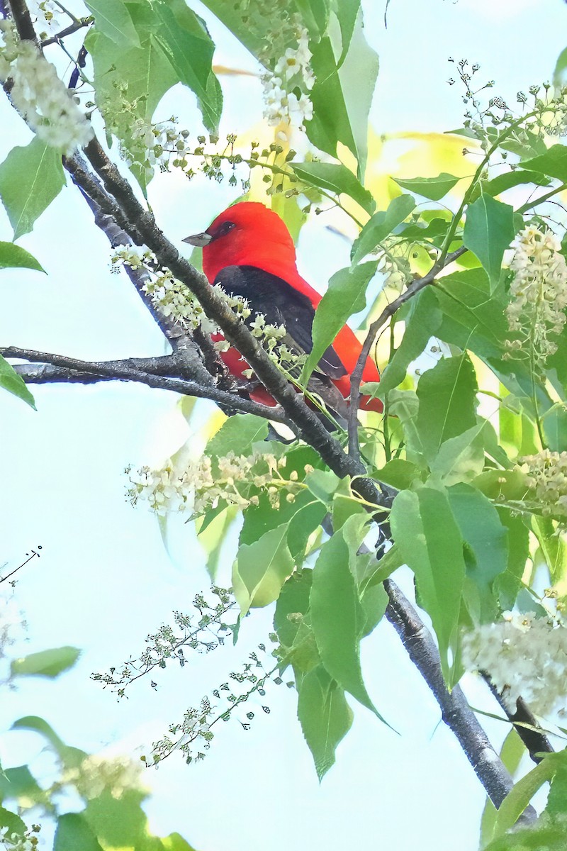 Scarlet Tanager - ML656703967