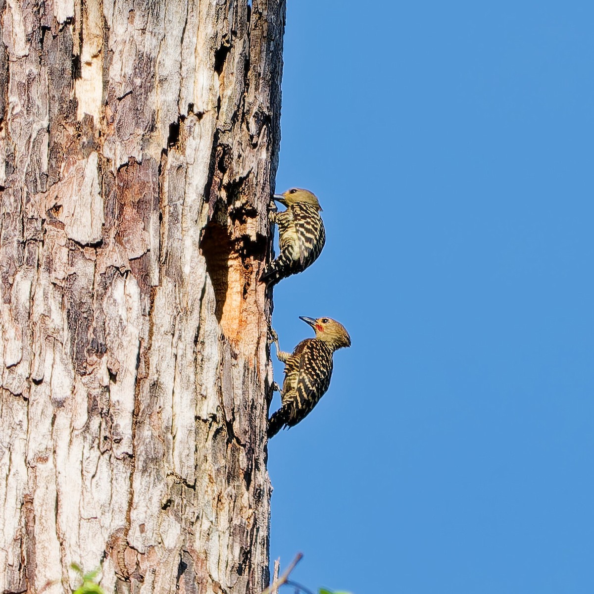 Buff-rumped Woodpecker - ML656706097