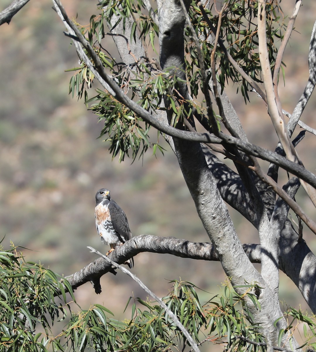 Jackal Buzzard - ML656706799