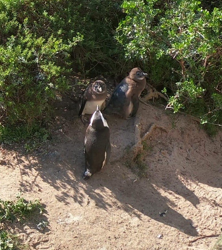African Penguin - ML656706929