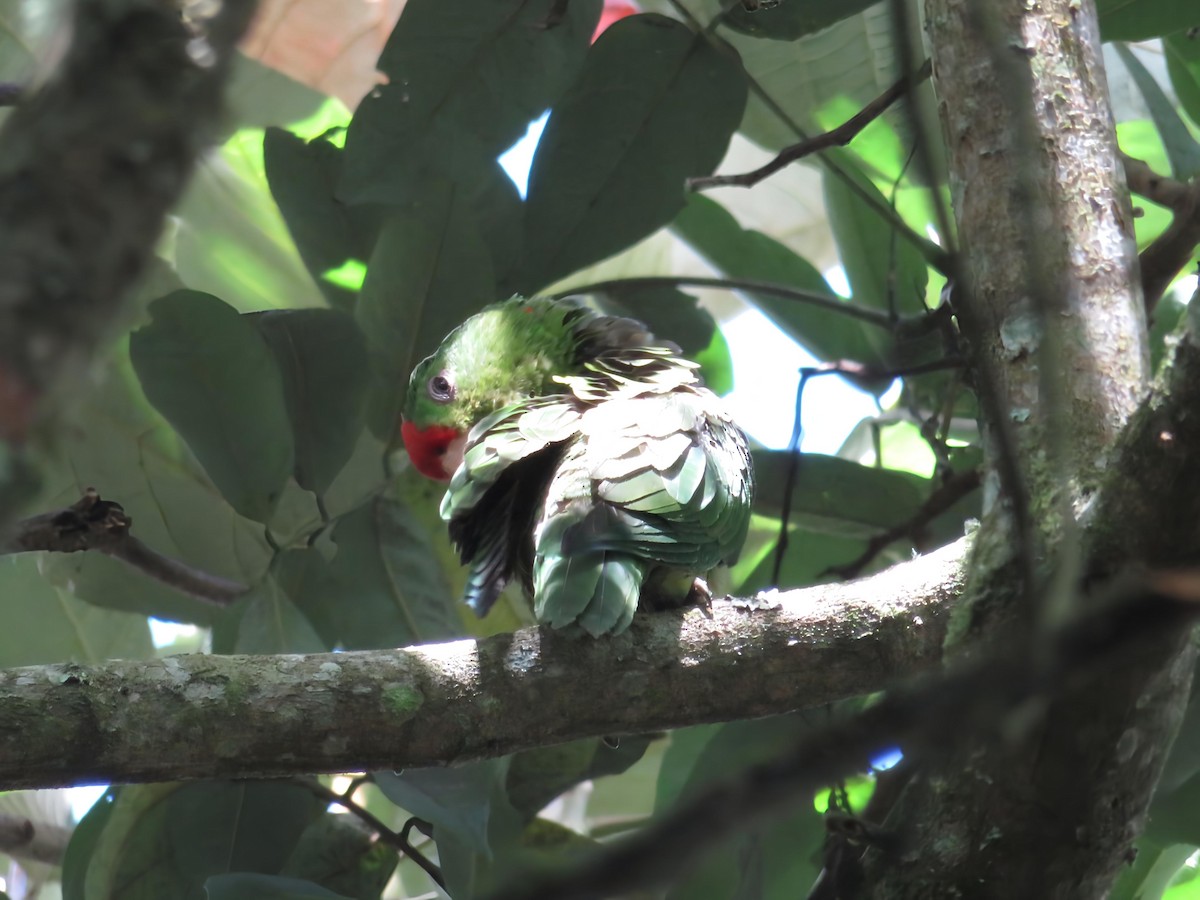 Scarlet-fronted Parakeet - ML656707225