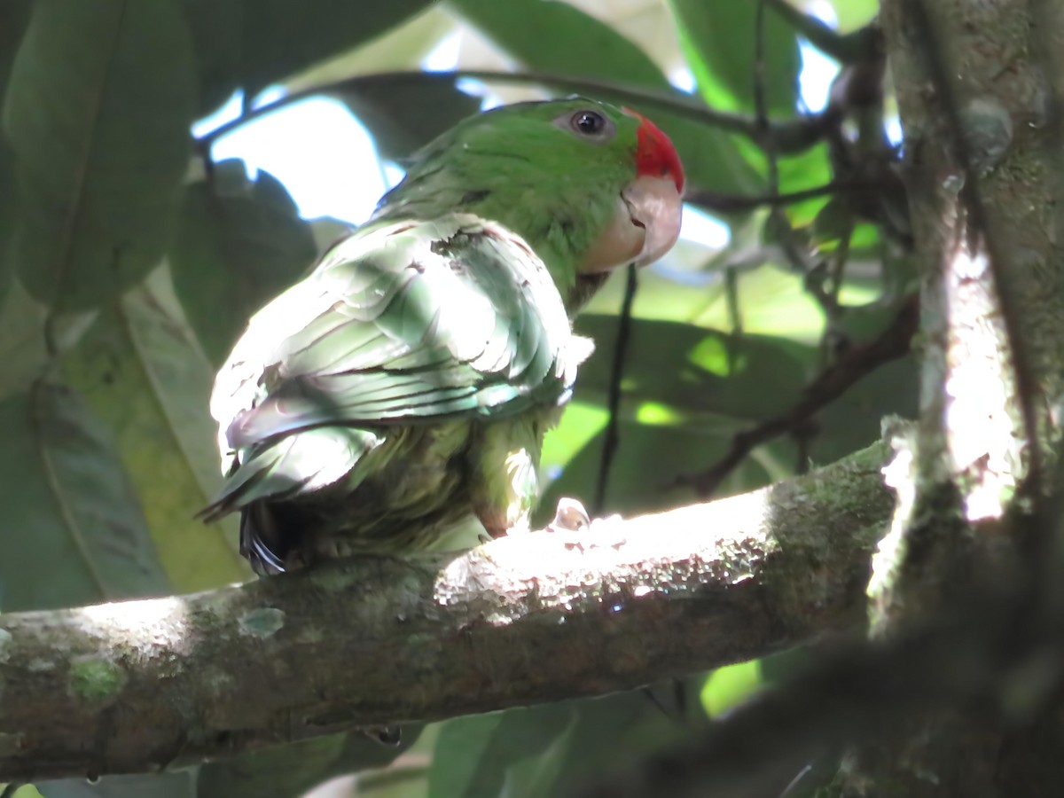 Scarlet-fronted Parakeet - ML656707226