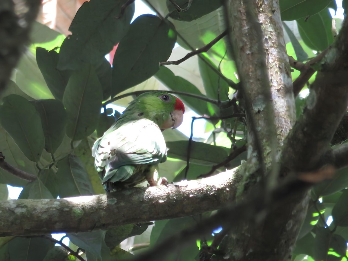 Scarlet-fronted Parakeet - ML656707227