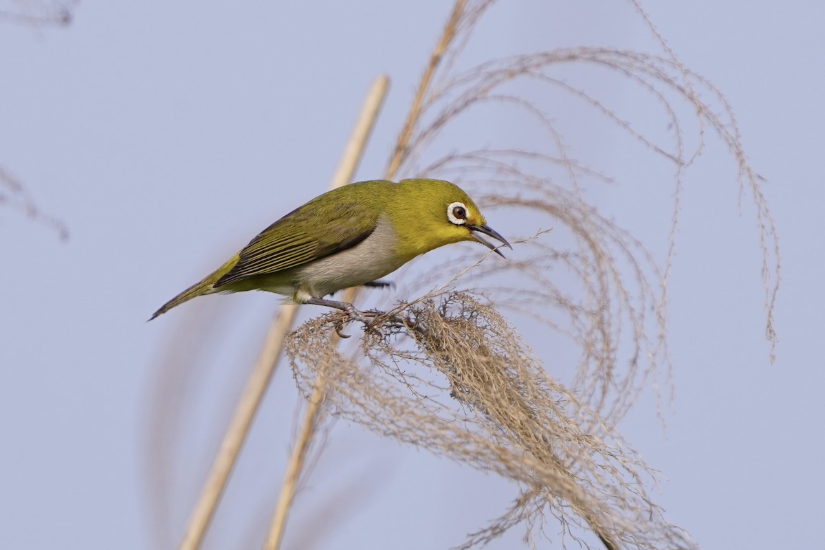 Swinhoe's White-eye - ML656708635