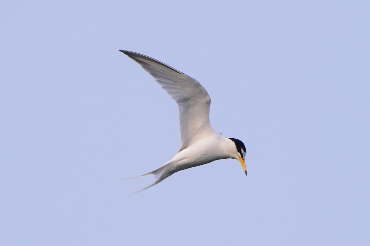 Txenadatxo arrunta - ML656708683