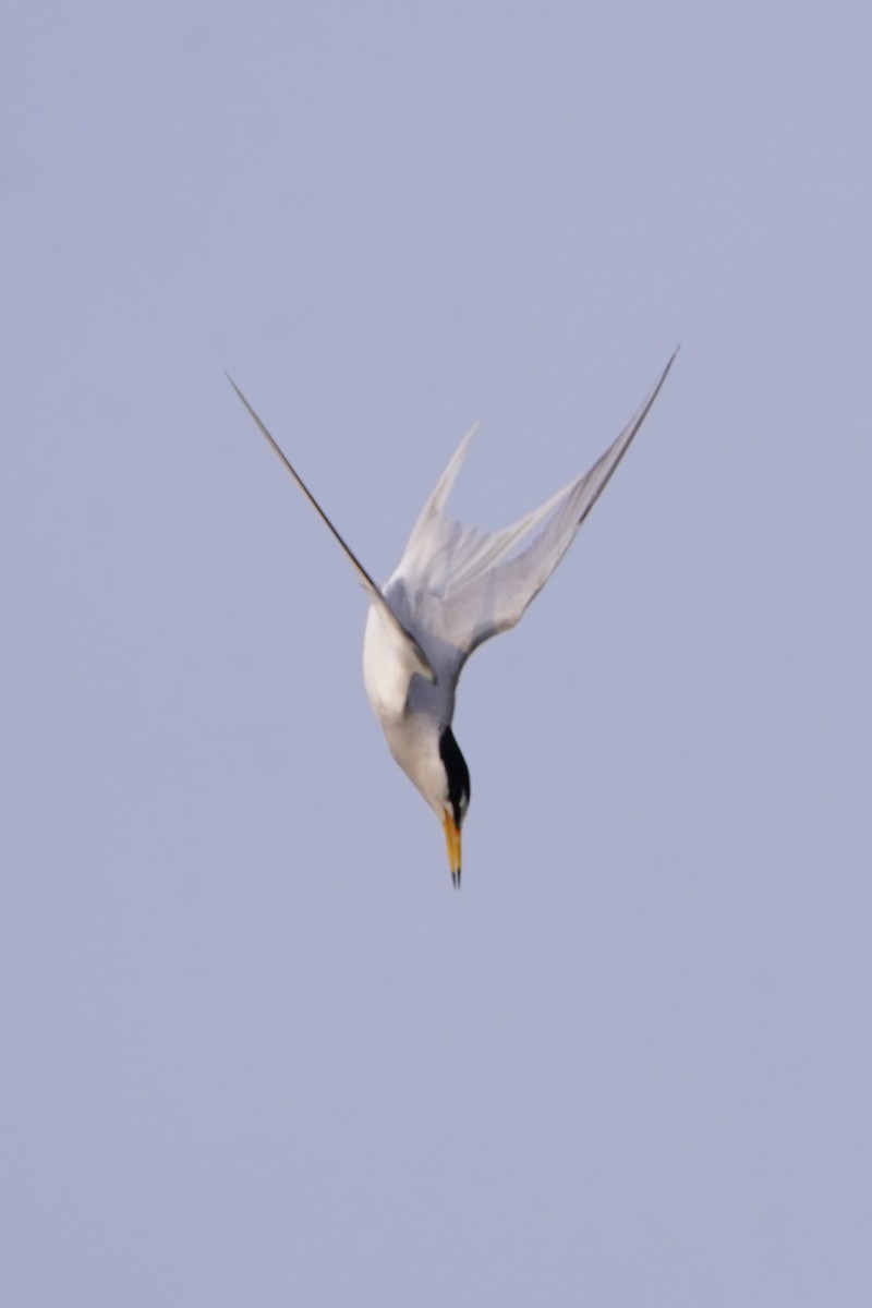 Txenadatxo arrunta - ML656708687