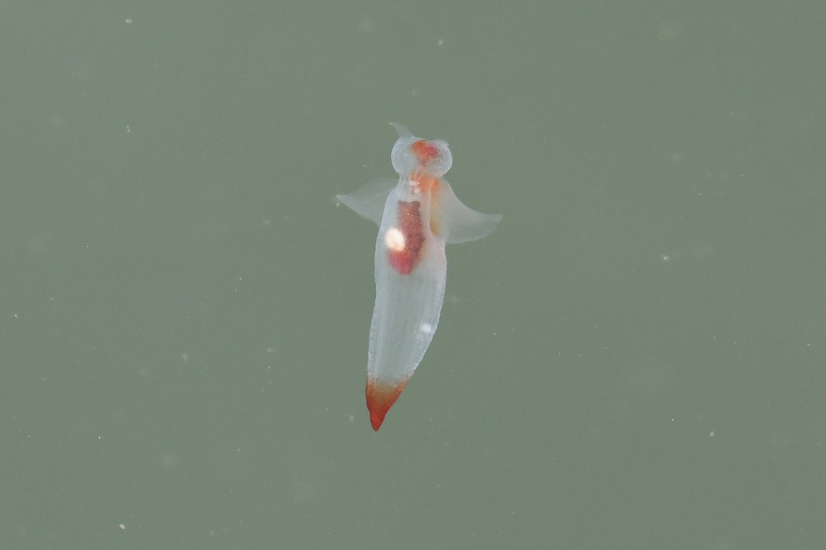 Naked Sea Butterfly - ML656709474