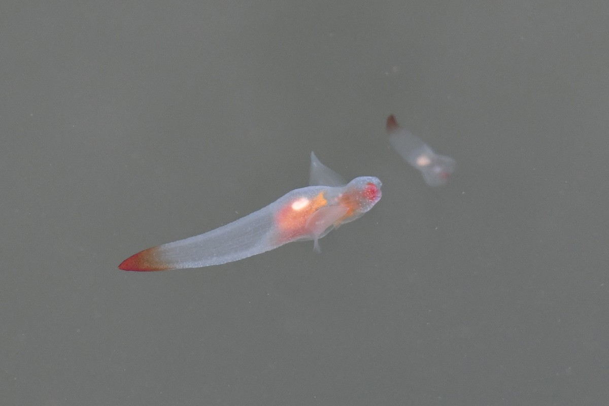 Naked Sea Butterfly - ML656709484