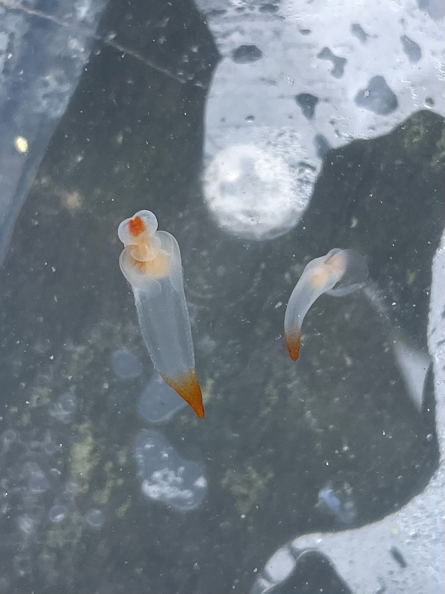 Naked Sea Butterfly - ML656709496