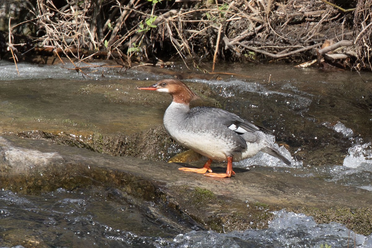 Common Merganser - ML656709600