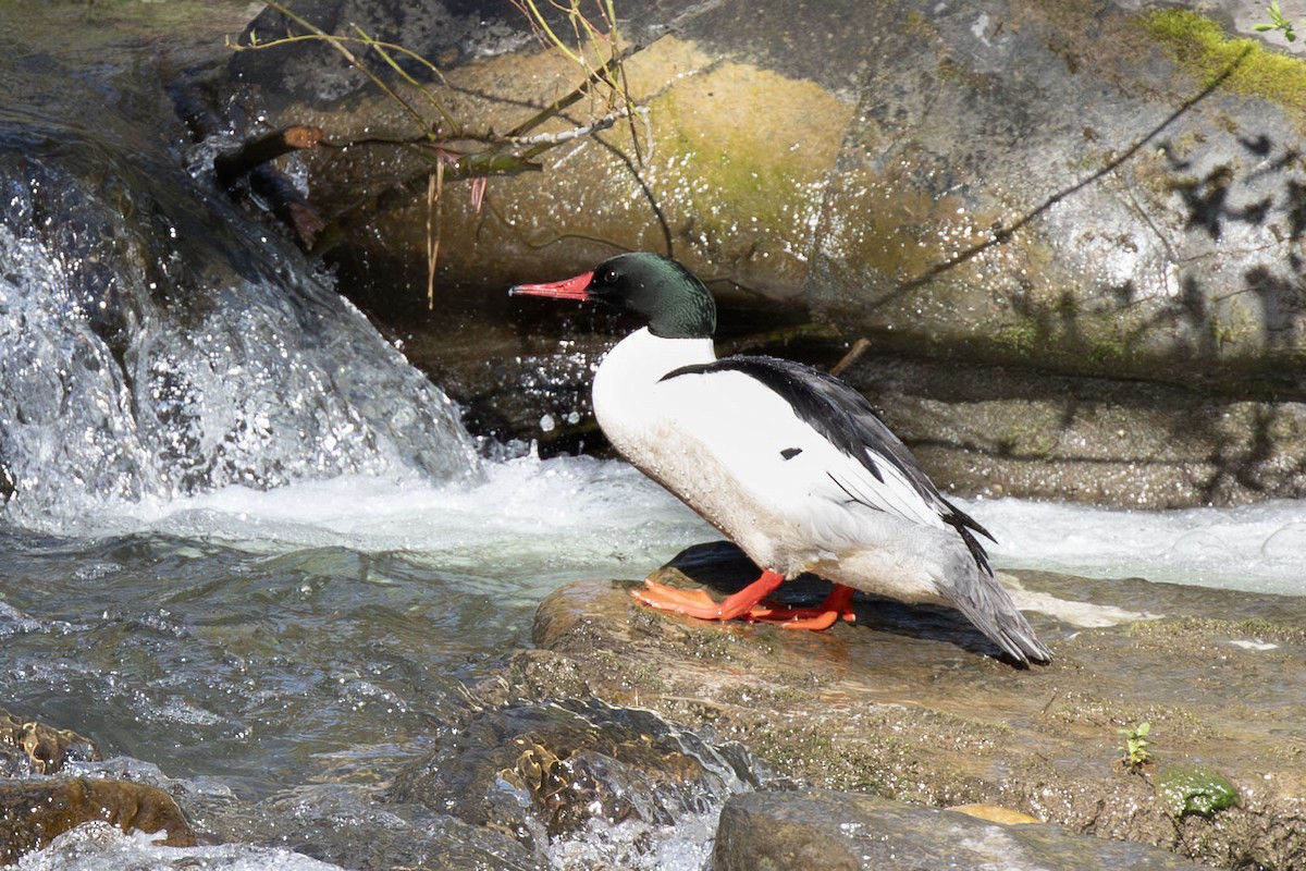 Common Merganser - ML656709605