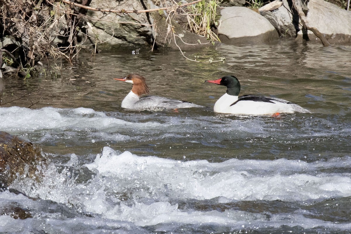 Common Merganser - ML656709687