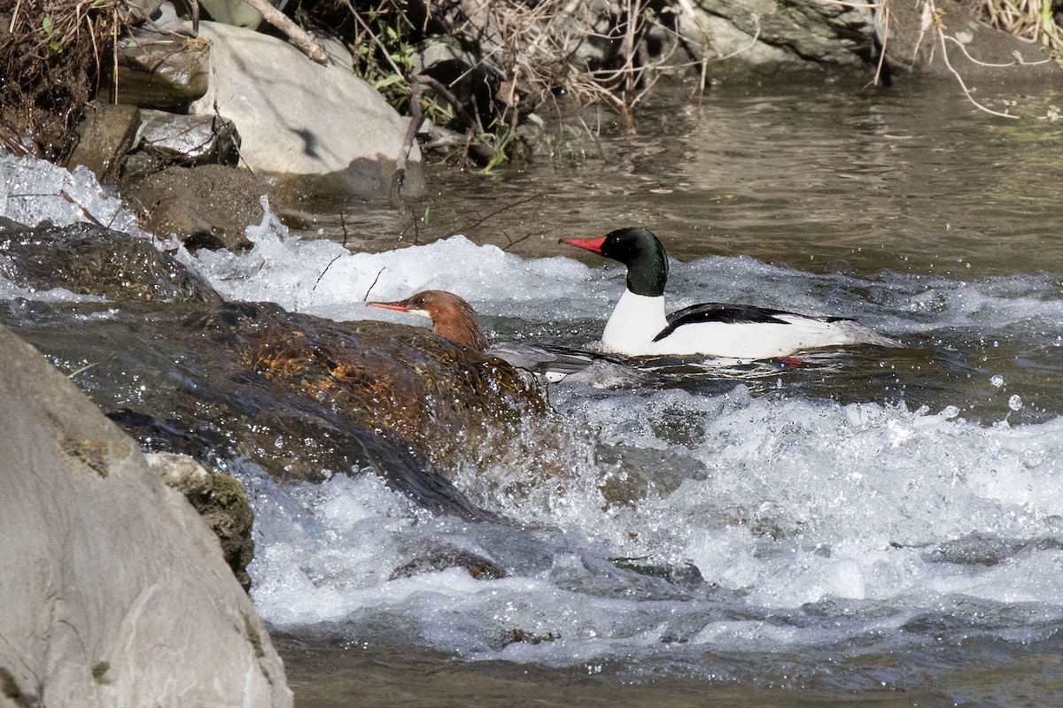 Common Merganser - ML656709839