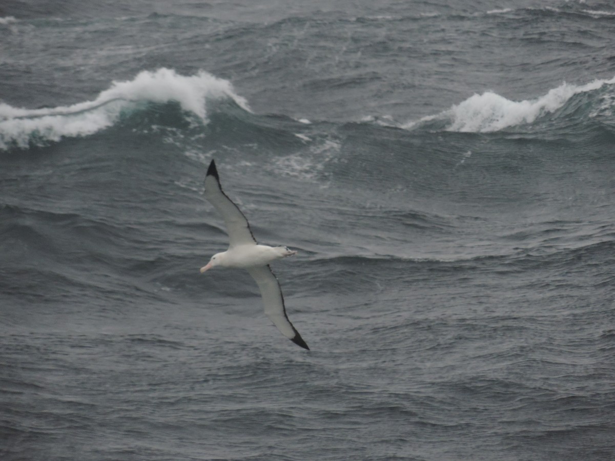 Northern/Southern Royal Albatross - ML65671041