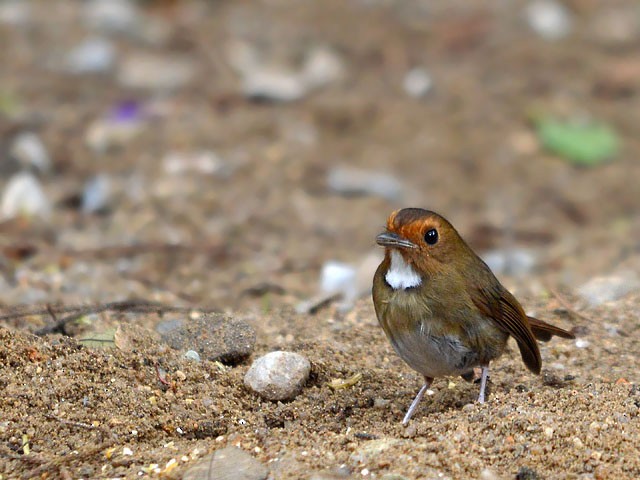 Rufous-browed Flycatcher - ML65671101