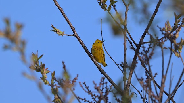Пісняр-лісовик жовтий північний - ML656711086