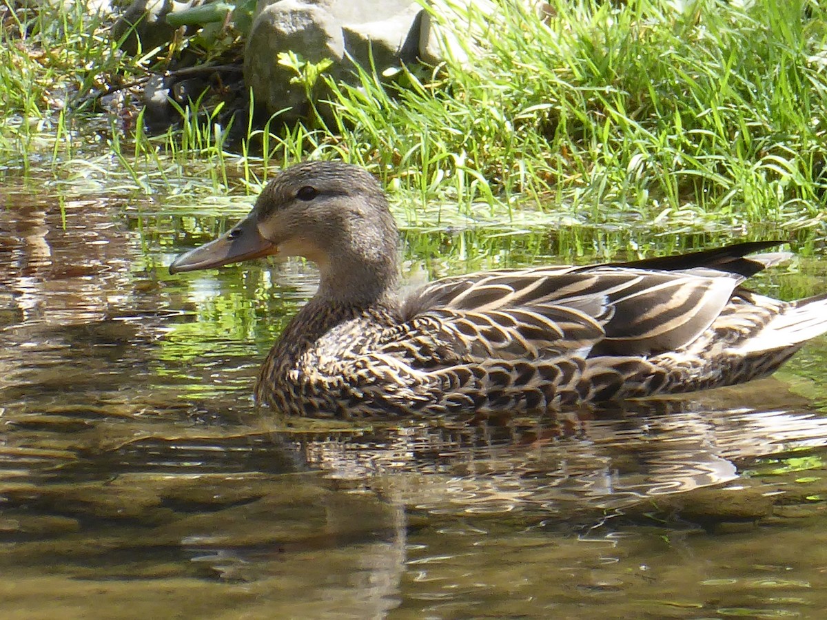 Mallard - ML656711619
