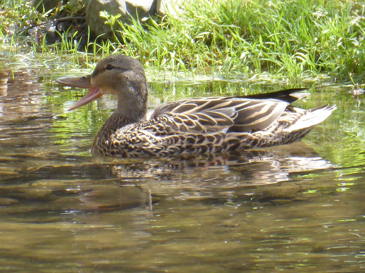 Mallard - ML656711622