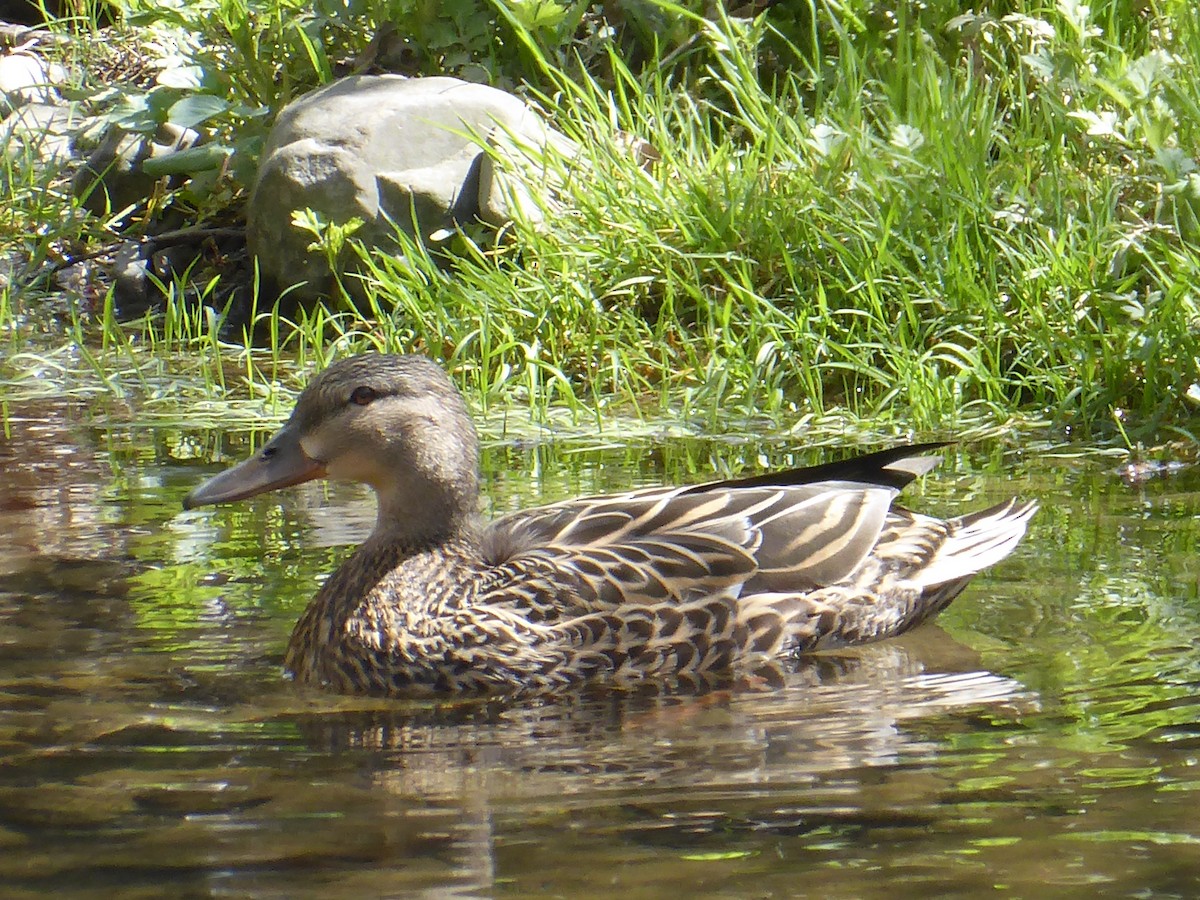 Mallard - ML656711625