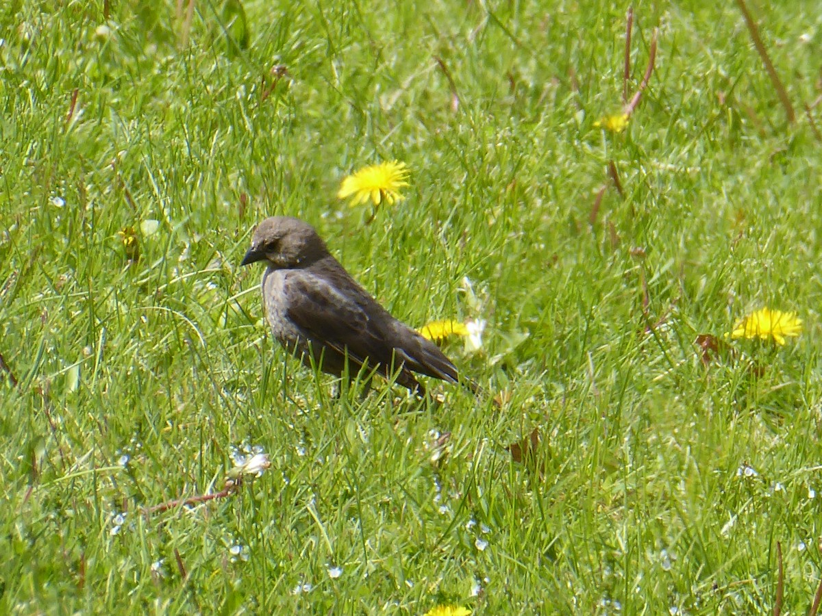 Brown-headed Cowbird - ML656712125