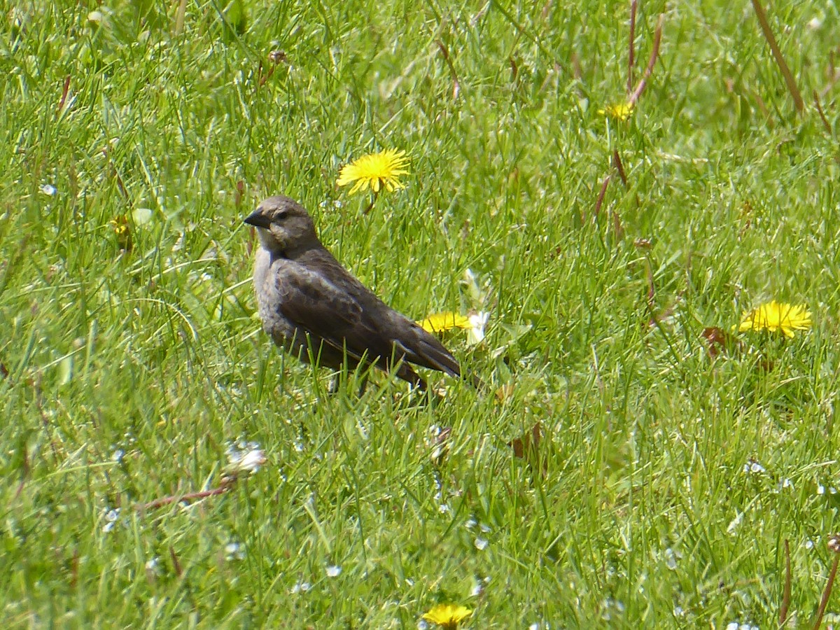 Brown-headed Cowbird - ML656712131
