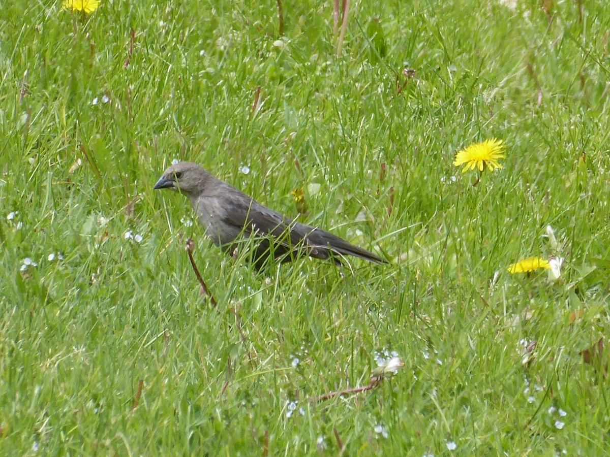 Brown-headed Cowbird - ML656712135