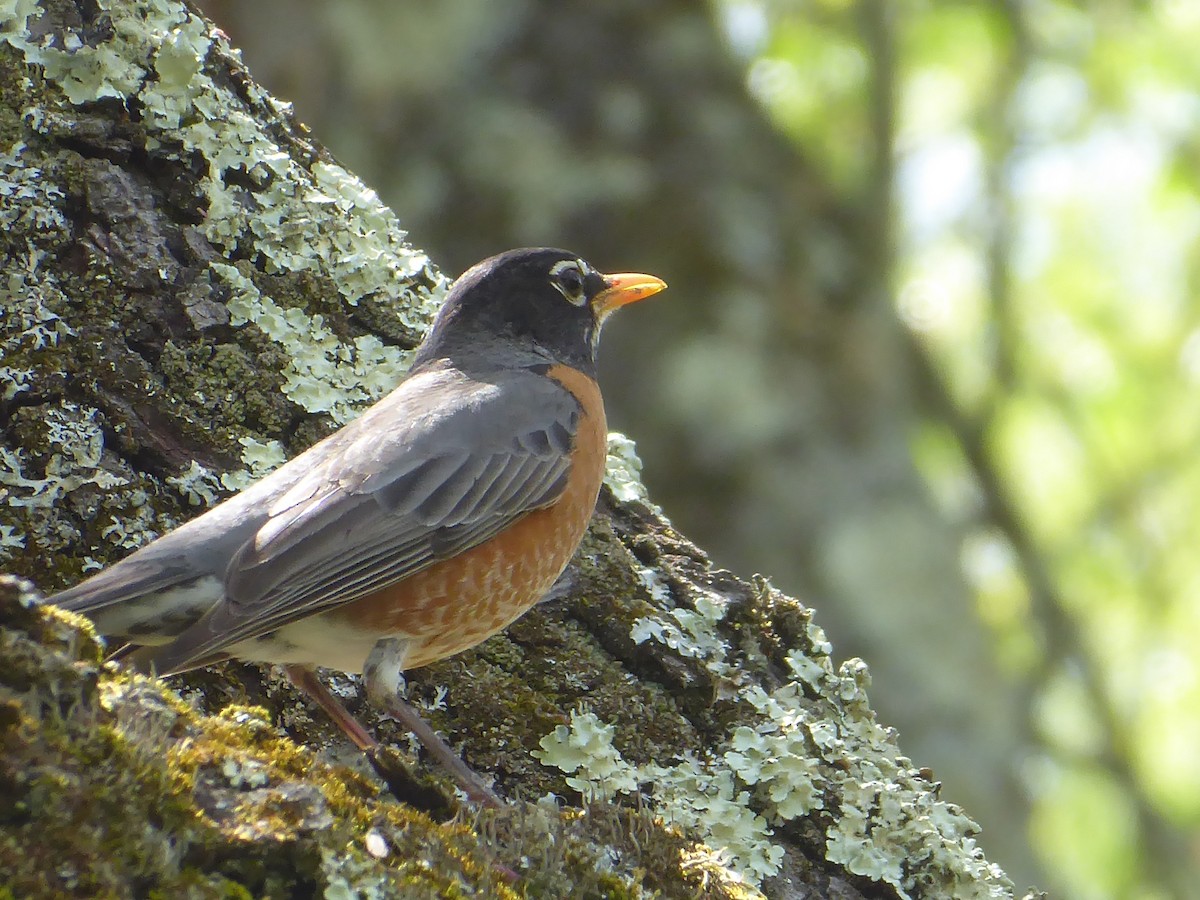 American Robin - ML656712177