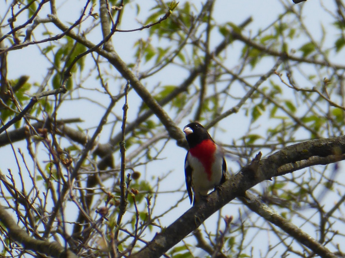 Rose-breasted Grosbeak - ML656712192