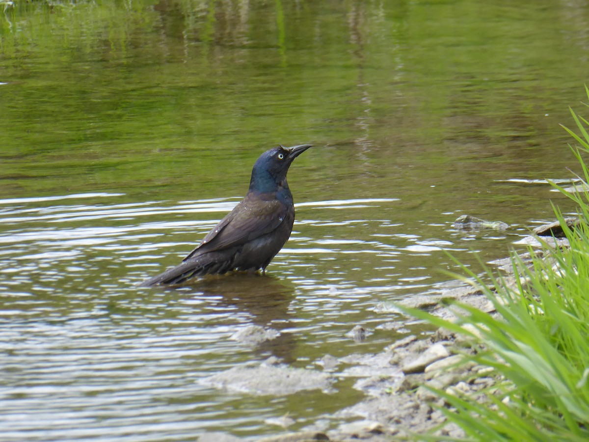 Common Grackle - ML656712307