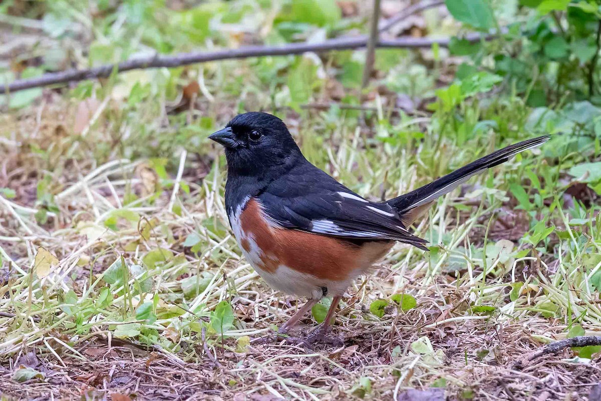 Eastern Towhee - ML656712802