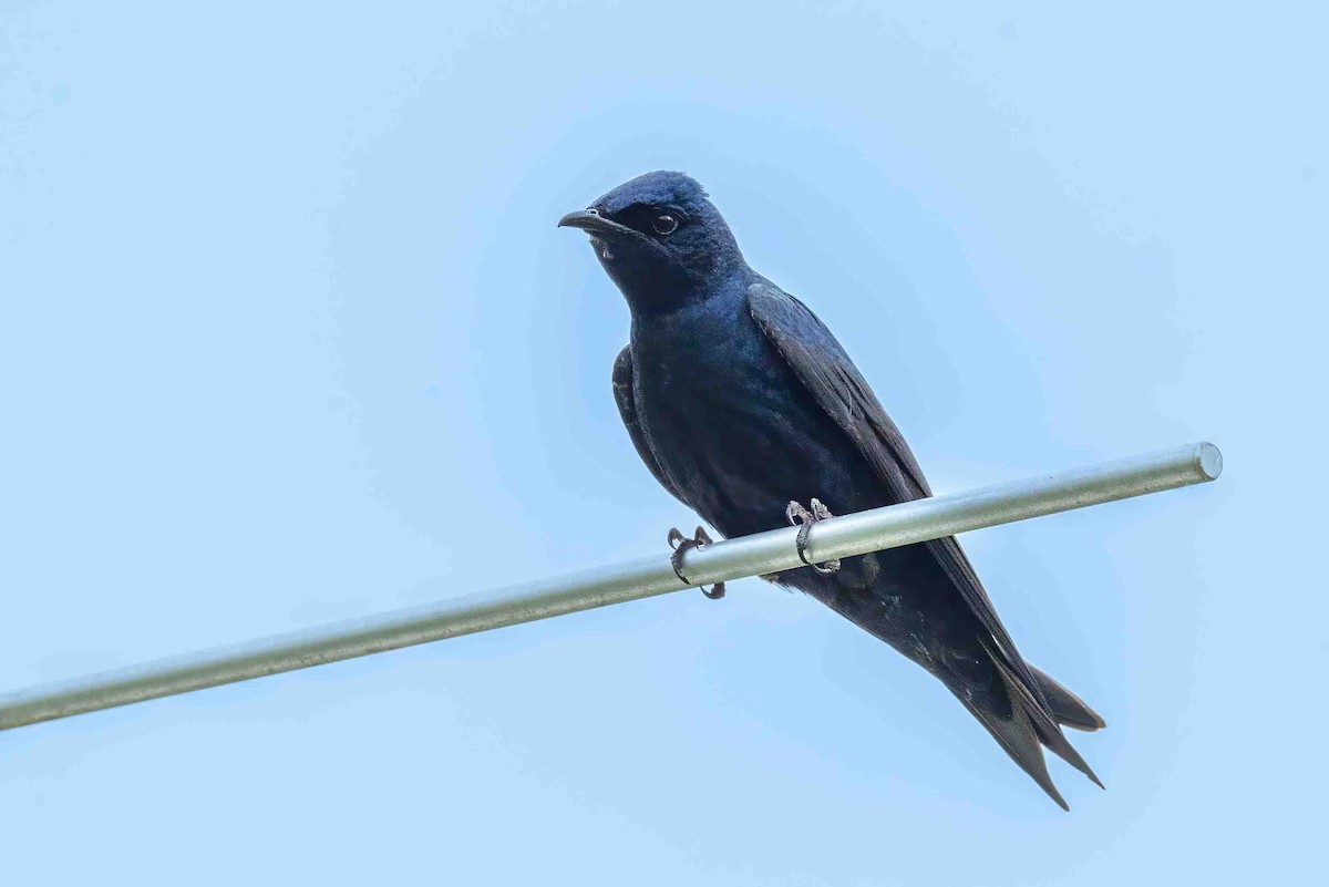 Purple Martin - ML656712813