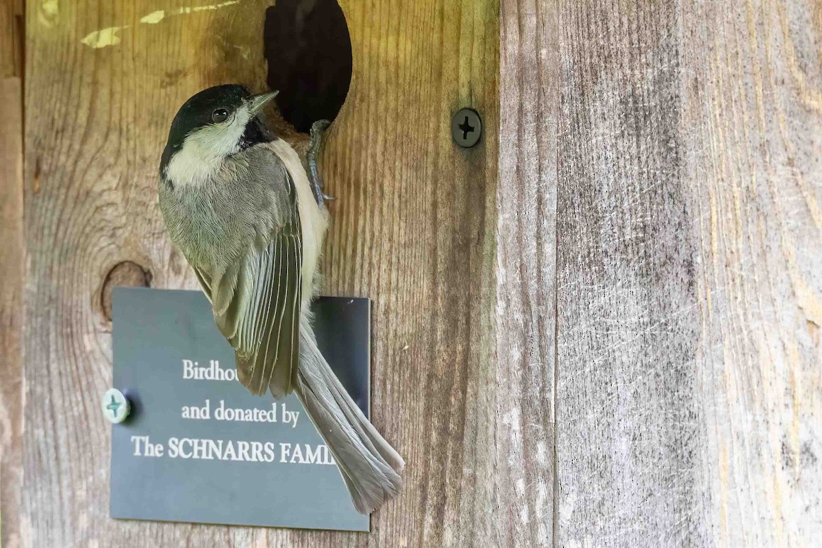 Carolina Chickadee - ML656712830