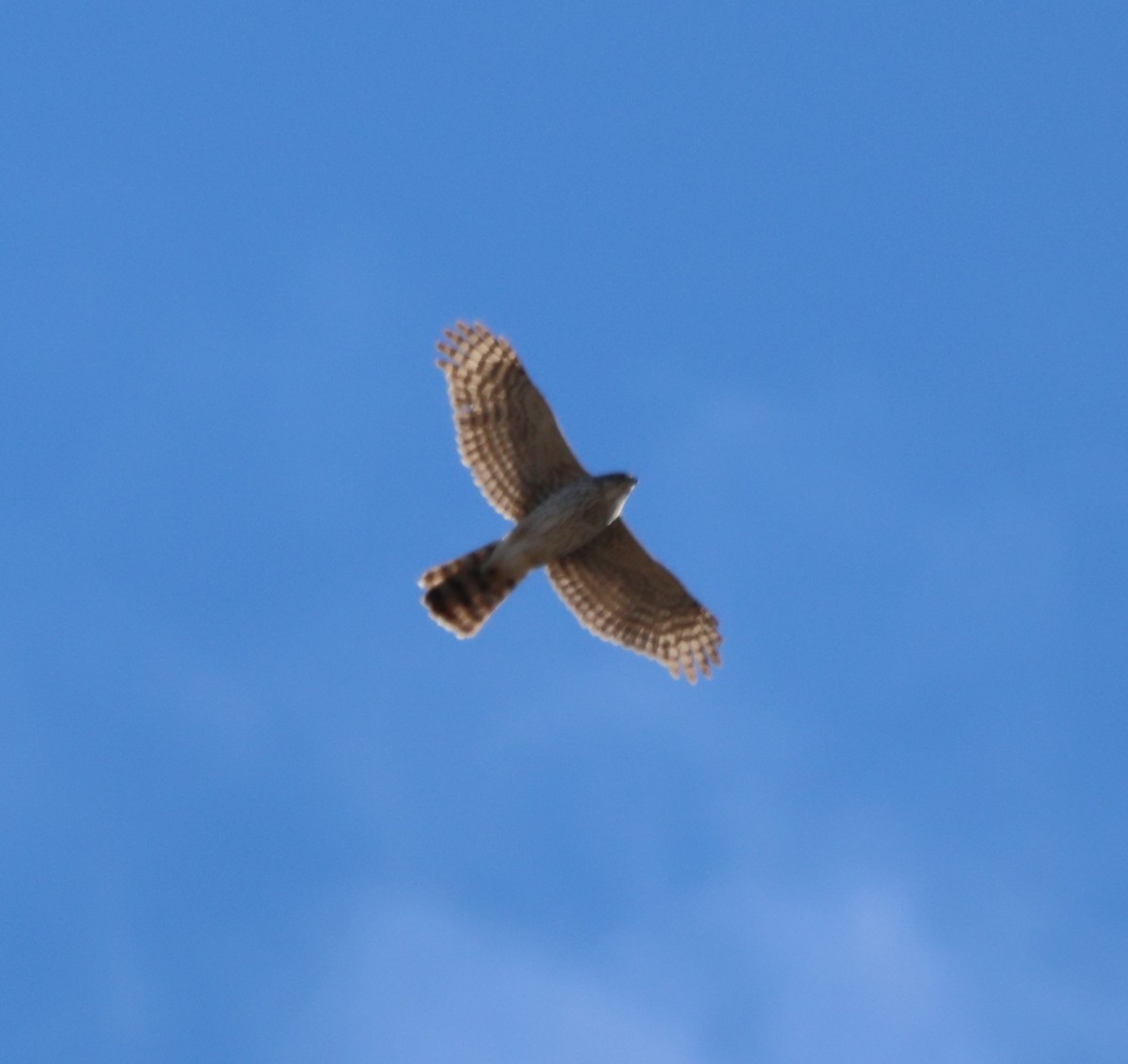 eBird Checklist - 21 Apr 2026 - Holo Crossing (Windygates) hawk watch ...