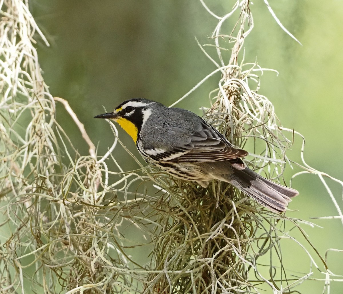 Yellow-throated Warbler - ML656713614