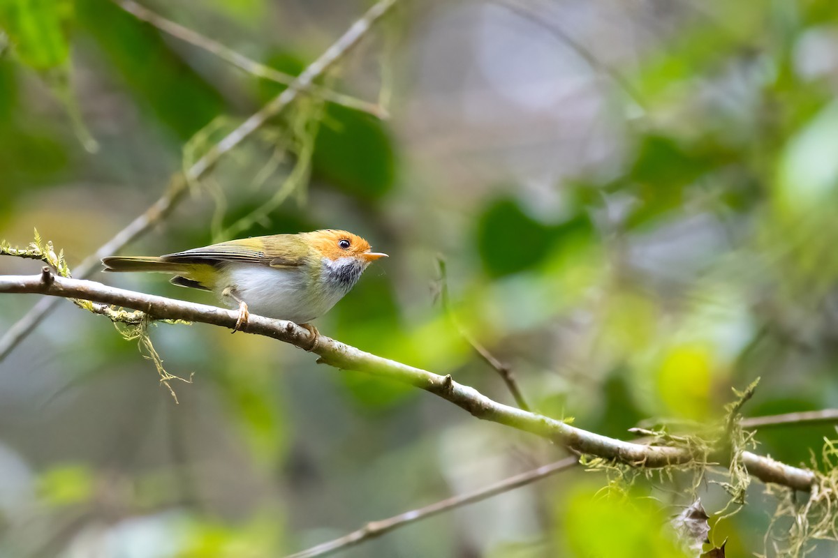 Rufous-faced Warbler - ML656713658