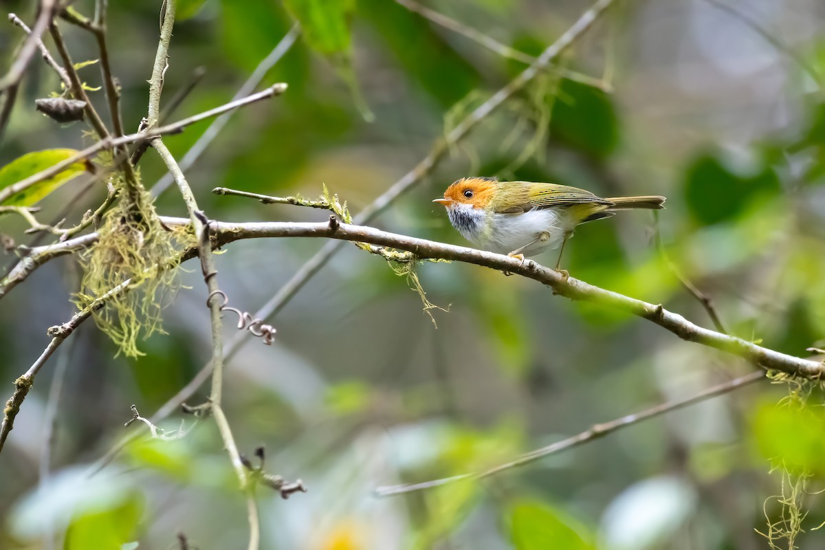 Rufous-faced Warbler - ML656713729
