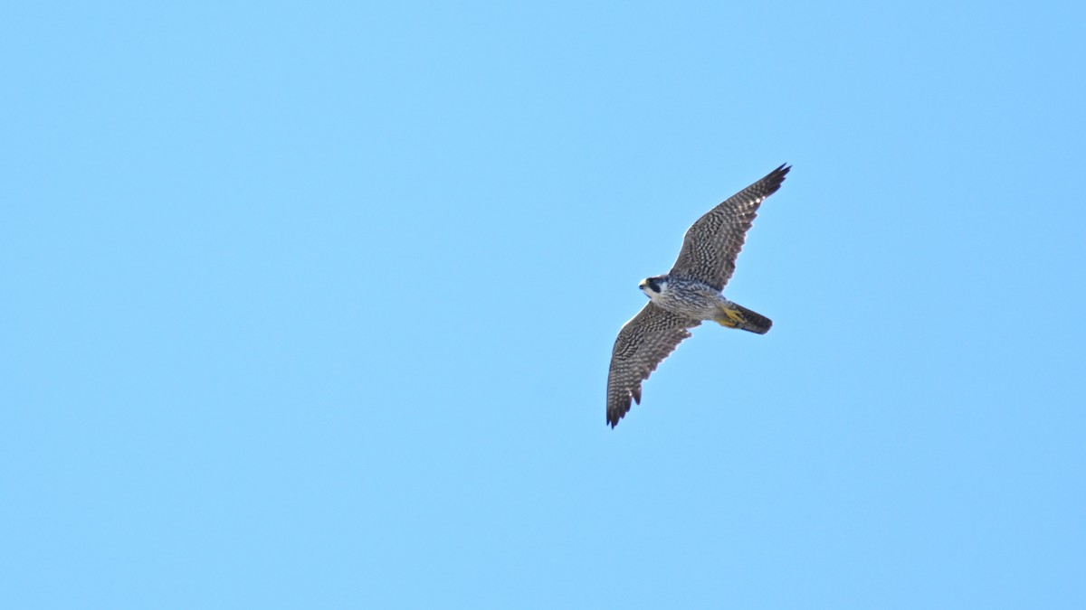 Peregrine Falcon - ML656713856