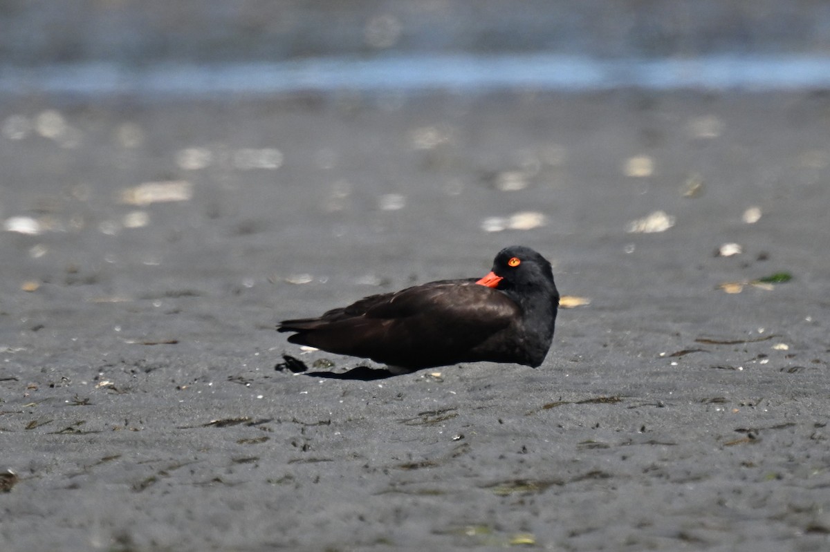 Black Oystercatcher - ML656713916